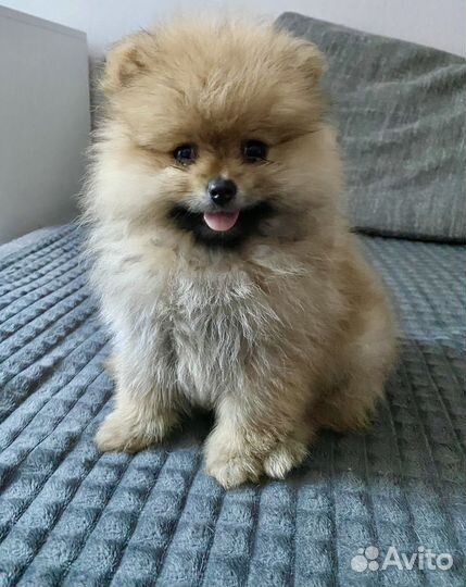Померанский шпиц мини