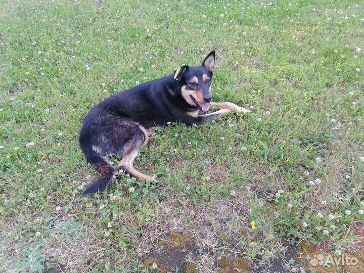 Собака в добрые руки