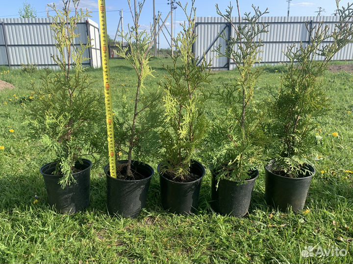 Туя Смарагд. Туя Дуглас П.Туя Можжевельник