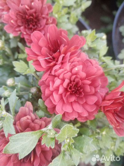 Хризантема корейская