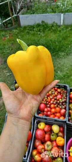 Перец болгарский рассада