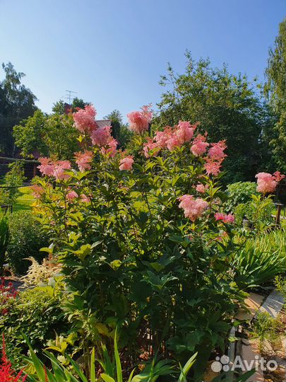 Спаржа (аспарагус), лапчатка желтая, таволга