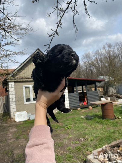 Отдам в добрые руки