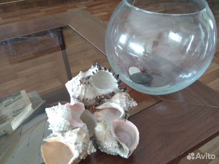 Флорариум с ракушками