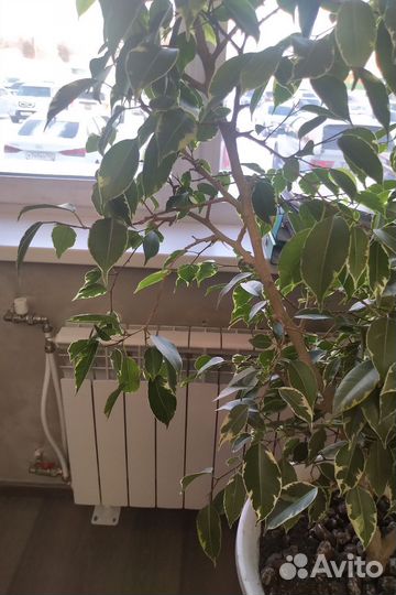 Отростки фикуса