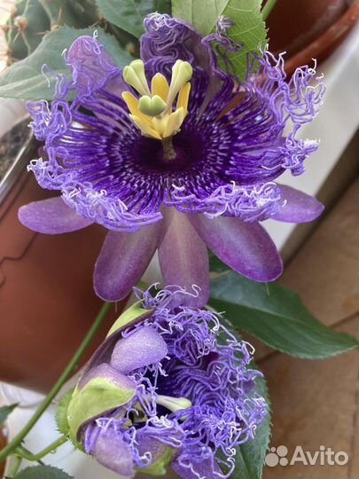 Комнатные экзотические растения