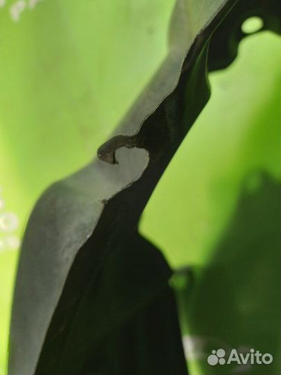 Подкрылок toyota alphard ATH10 Перед. Лев