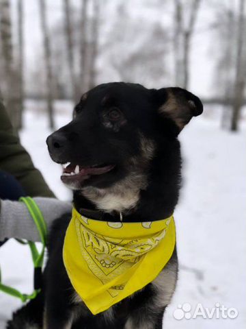 Щенуля в поиске дома и любящей семьи