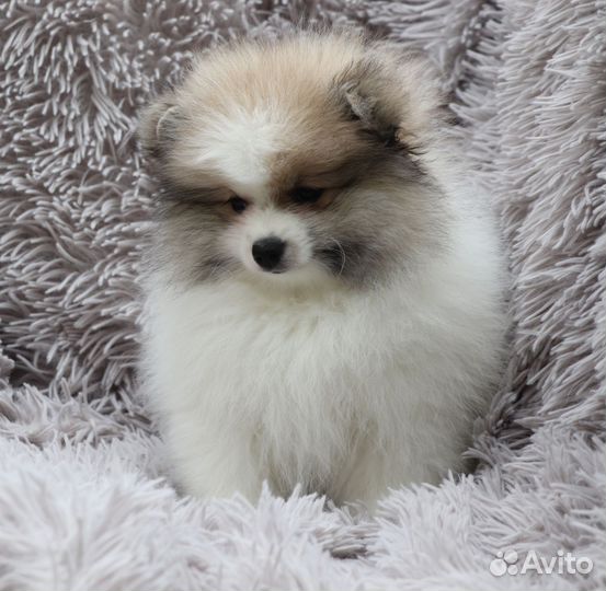 Щенки немецкого шпица