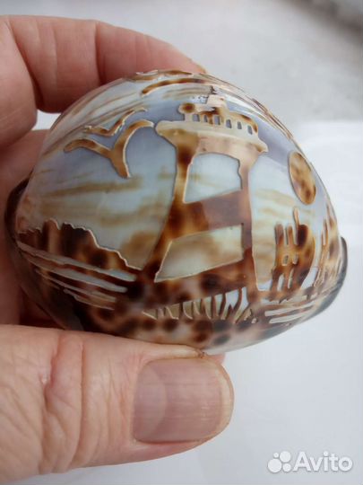 Тигровая ракушка сувенир из Гоа Индия
