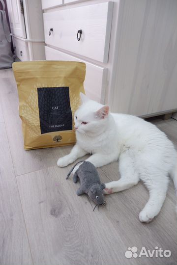 Котик в добрые руки
