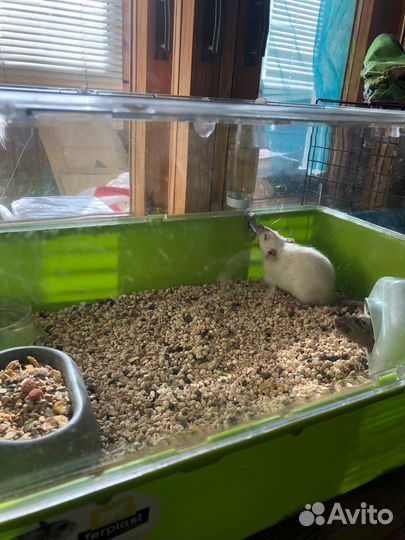 Крысы с клеткой