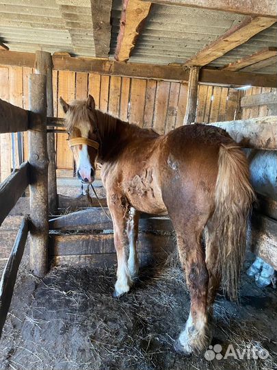 Лошадь 2 года