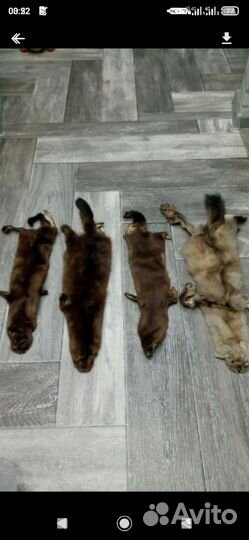 Шкурка животного