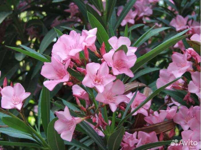 Олеандр семена