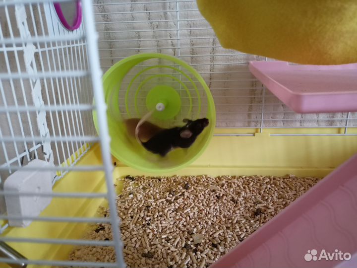 Декоративные мышки