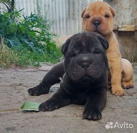 Щенки шарпей