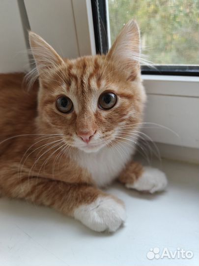 Котенок в добрые руки