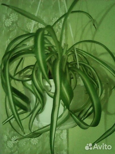 Неприхотливые комнатные растения