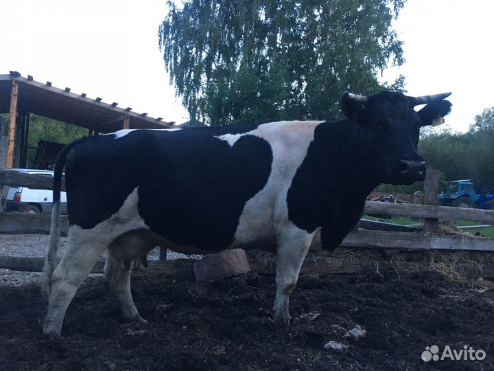 Продам корову и телку