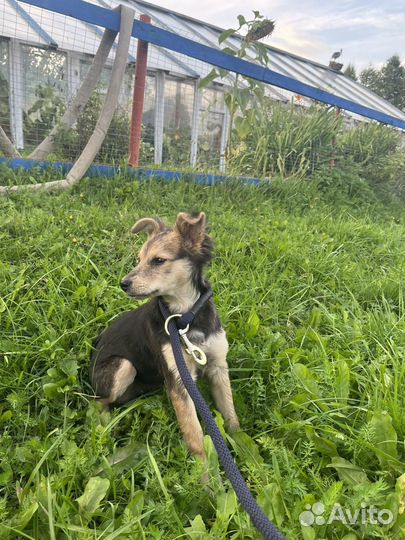 Щенок девочка ищет дом