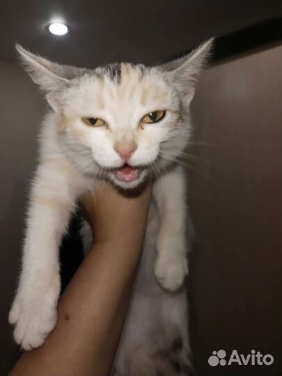 3-цветный котенок