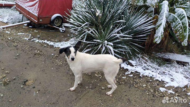 Передержка для собак