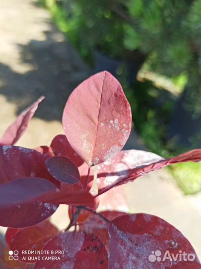 Скумпия royal purple