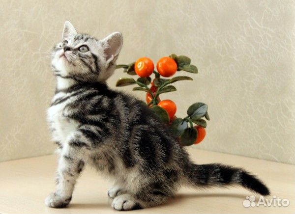 Мраморный Котенок - Мальчик 3мес