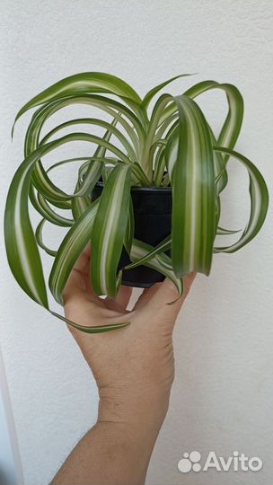 Хлорофитум кудрявый (Бонни) (Chlorophytum comosum