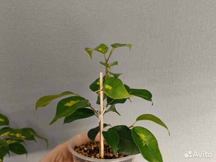 Фикус Блэк даймонд,еллоу голд