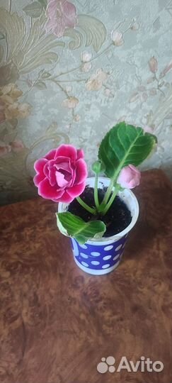 Детки глоксиний
