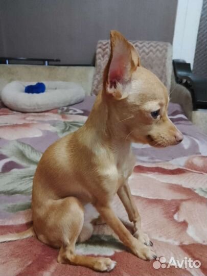 Мини той-терьер вязка