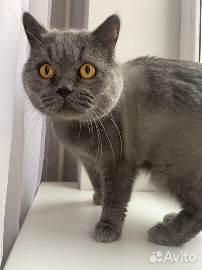 Передержка котов и кошек на дому