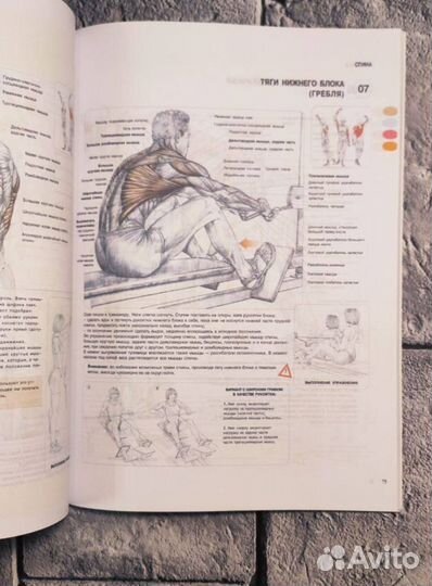 Анатомия силовых упражнений