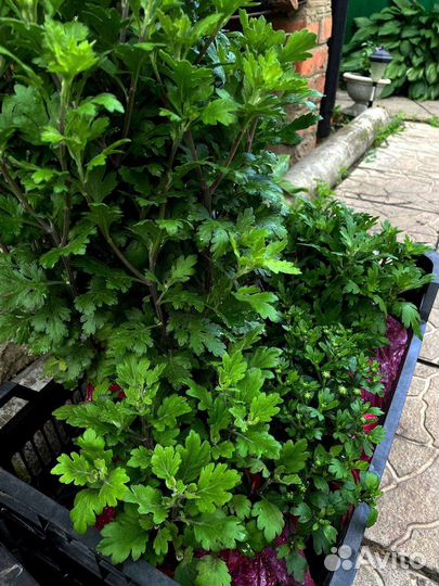 Хризантемы