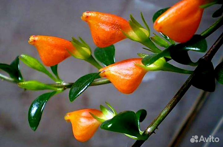 Гипоцирта. Обмен