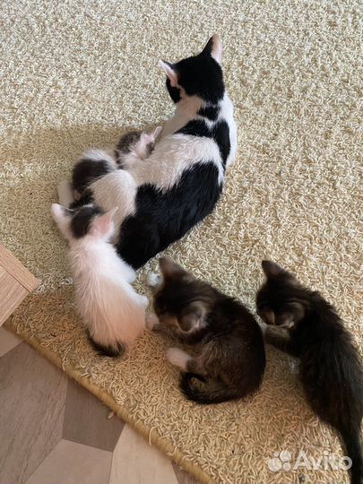 Кошка в дар