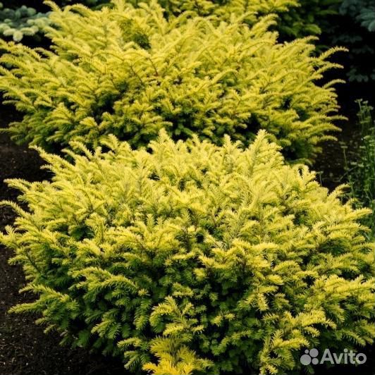 Саженцы Тисса ягодного Элеганиссима