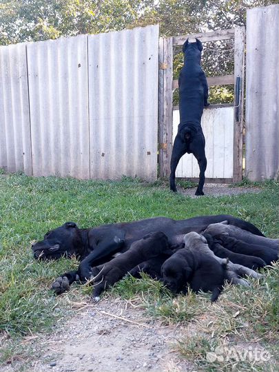 Щенки кане корсо