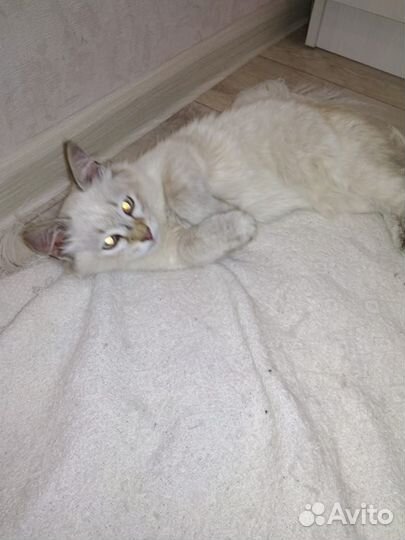 Котенок сиамский