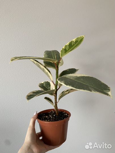 Фикус тинеке