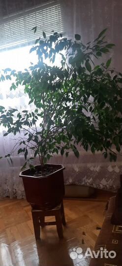 Фикус Бенджамина