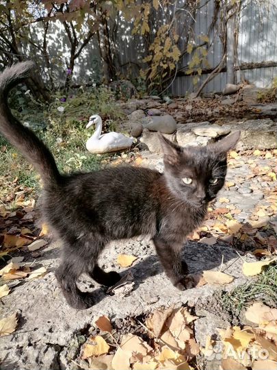 Черный котенок