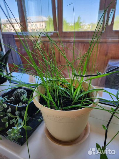 Алоэ вера, каланхоэ, золотой ус, индийский лук