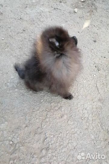 Девочка и мальчик Мини