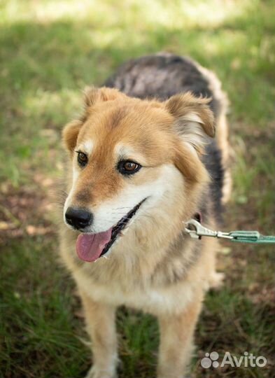 Очаровательная собака в добрые руки