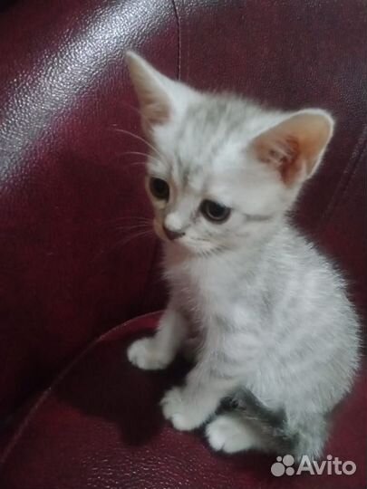 Кошки в добрые руки бесплатно