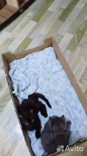 На Тагилстрое Отдадим котят в хорошие руки