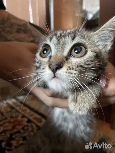 Кошки